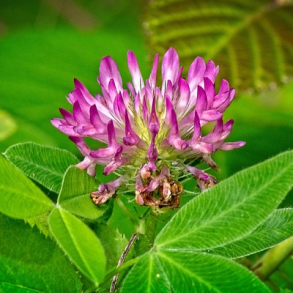 Bugtet kl�ver - Trifolium medium - ca. 2.000 fr�