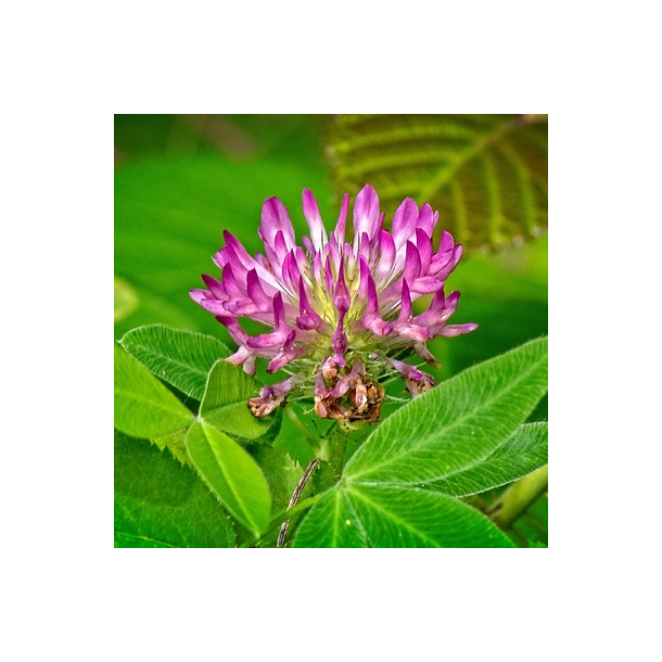 Bugtet klver - Trifolium medium - ca. 2.000 fr