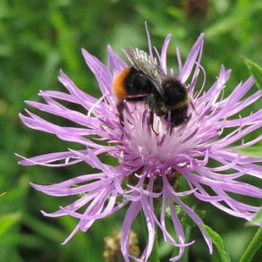 Alm. knopurt - Centaurea jacea - ca. 4.000 fr�