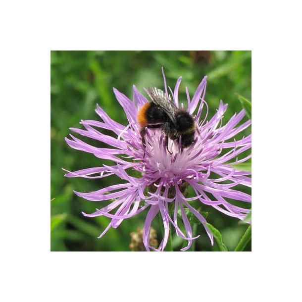 Alm. knopurt - Centaurea jacea - ca. 4.000 fr�