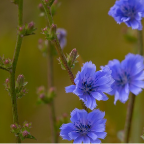 Cikorie - Cichorium intybus - 5.000 fr�