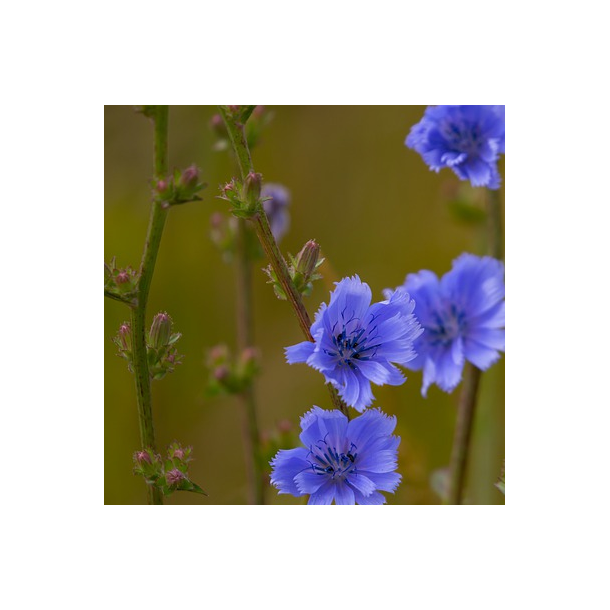 Cikorie - Cichorium intybus - 5.000 fr�