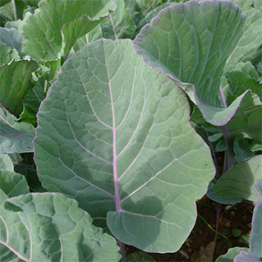 Coleor Kale - 0,5 kg