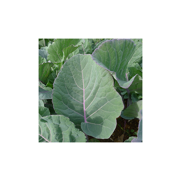 Coleor Kale - 0,5 kg