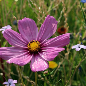 Cosmos-mix (Stolt kavaler) - 0,5 kg