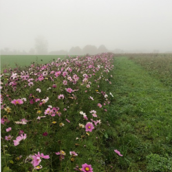 Cosmos-mix (Stolt kavaler) - 0,5 kg