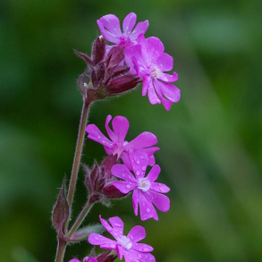 Dag-pragtstjerne - Silene dioica - ca. 10.000 fr