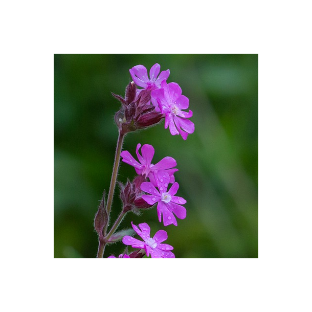 Dag-pragtstjerne - Silene dioica - ca. 10.000 fr�