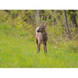 RDYR - 2 kg | Vildtremisen.dk