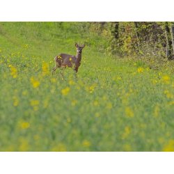 RDYR - 2 kg | Vildtremisen.dk