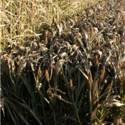 Dv�rg-sorghum - 10 kg