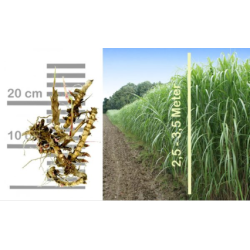 Elefantgrs - pr. stk.
