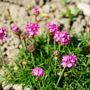 Engelsk grs - Ameria Maritima - ca 2.500 fr