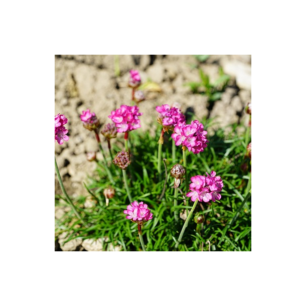 Engelsk gr�s - Ameria Maritima - ca 2.500 fr�