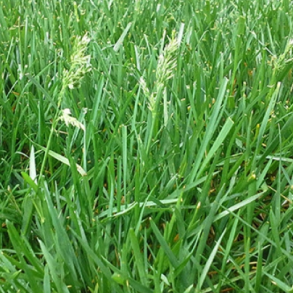 Engrapgr�s - 10 kg