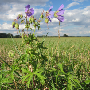 Eng-storken�b - Geranium pratense - ca. 2.000 fr�