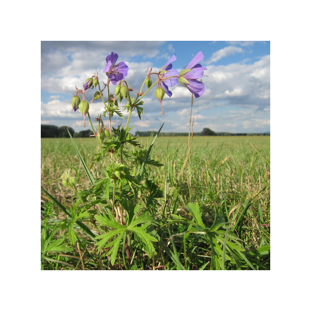 Eng-storken�b - Geranium pratense - ca. 2.000 fr�