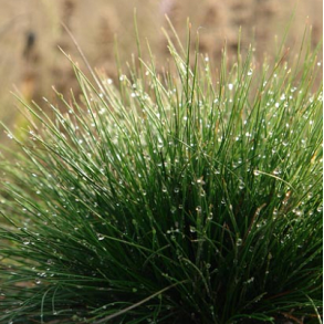 F�resvingel - Festuca ovina - ca. 4.000 fr�
