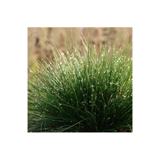 F�resvingel - Festuca ovina - ca. 4.000 fr�
