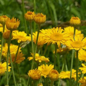 Farve-gseurt - Anthemis tinctoria - ca. 20.000 fr