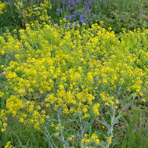 Farve-vajd - Isatis tinctoria - ca. 10.000 fr�