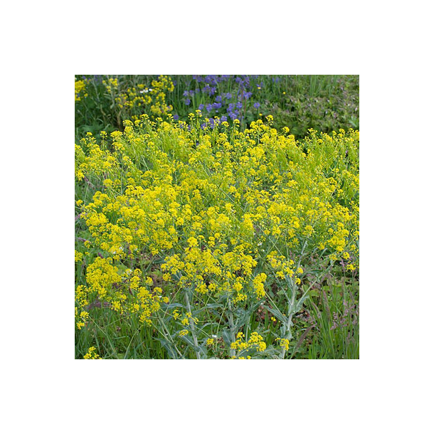 Farve-vajd - Isatis tinctoria - ca. 10.000 fr�