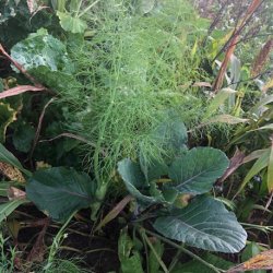 FASAN - 3 kg | Vildtremisen.dk