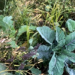 FASAN - 3 kg | Vildtremisen.dk