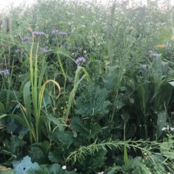 FASAN - 3 kg | Vildtremisen.dk