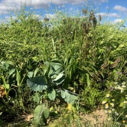 FASAN - 3 kg | Vildtremisen.dk