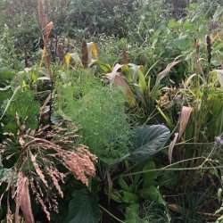 FASAN - 3 kg | Vildtremisen.dk