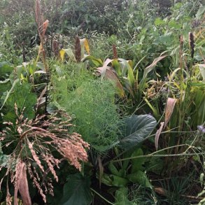 FASAN - 3 kg | Vildtremisen.dk