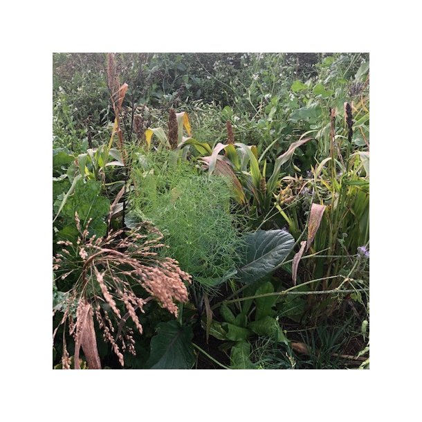 FASAN - 3 kg | Vildtremisen.dk