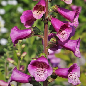 Alm. fingerbl - Digitalis purpurea - ca. 80.000 fr