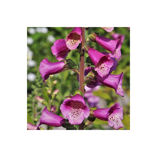 Alm. fingerb�l - Digitalis purpurea - ca. 80.000 fr�