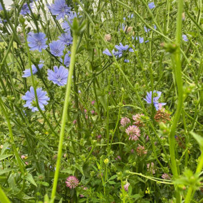 Blomster- og best�verbrak (2-�rig) - 15 kg | DLF