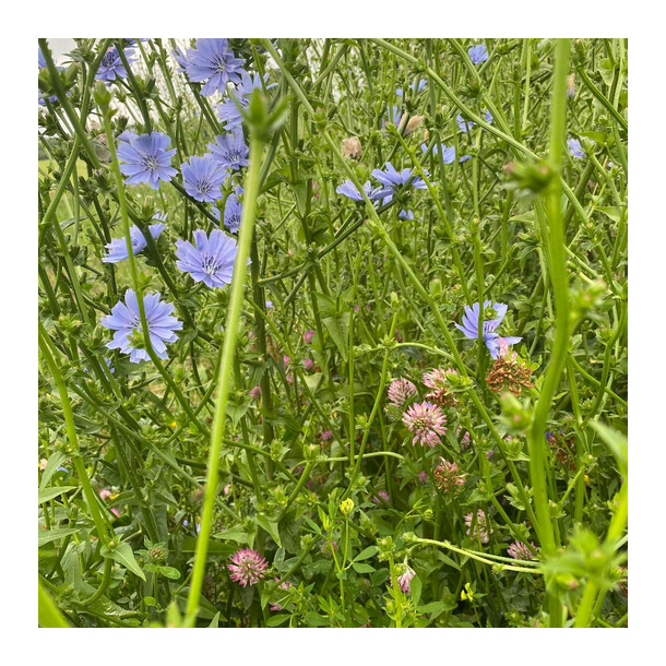 Blomster- og best�verbrak (2-�rig) - 15 kg | DLF