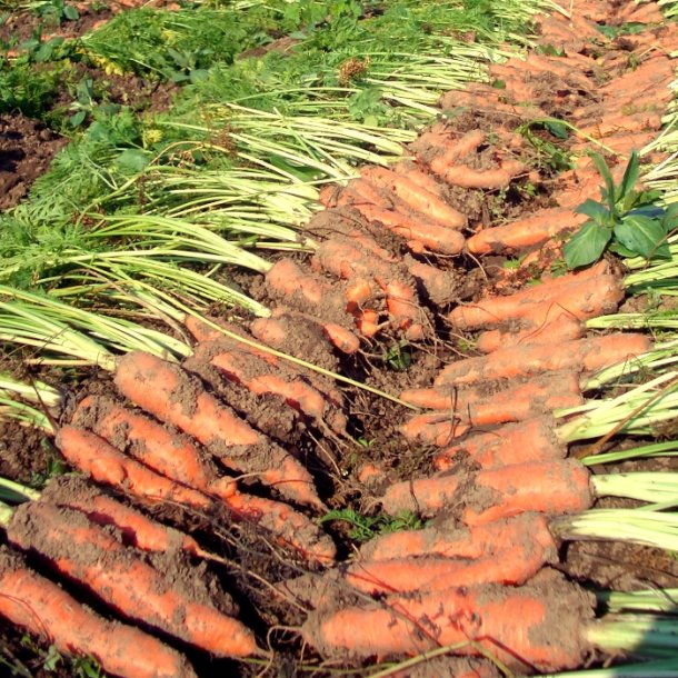 Foder-gulerod - 'Rote Riesen' - 50 gram