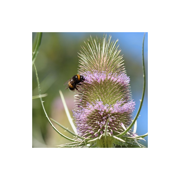 G�rde-kartebolle � Dipsacus Fullonum - ca 2.000 fr�