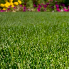 Plnegrs - Universal - 10 kg | DLF