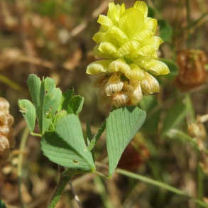 Gul kl�ver - Trifolium campestre - ca. 4.000 fr�