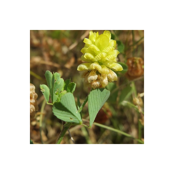 Gul kl�ver - Trifolium campestre - ca. 4.000 fr�