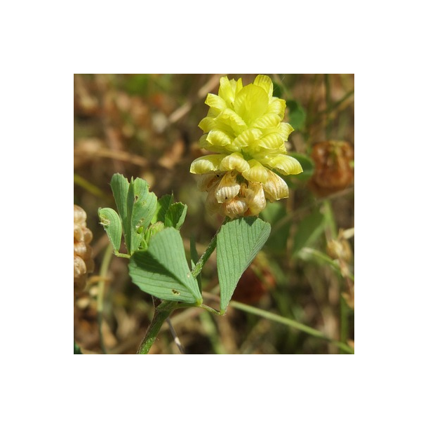 Gul klver - Trifolium campestre - ca. 4.000 fr
