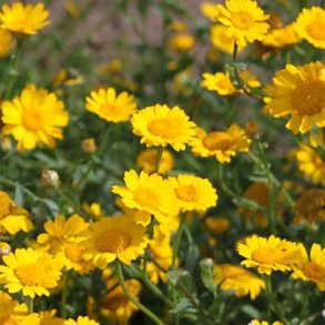 Gul okseje - Glebionis segetum - ca. 7.000 fr