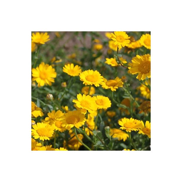 Gul okse�je - Glebionis segetum - ca. 7.000 fr�