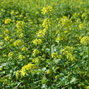 �KO Gul sennep - 2 kg