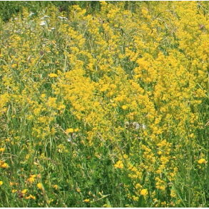 Gul snerre - Galium verum - ca. 20.000 fr