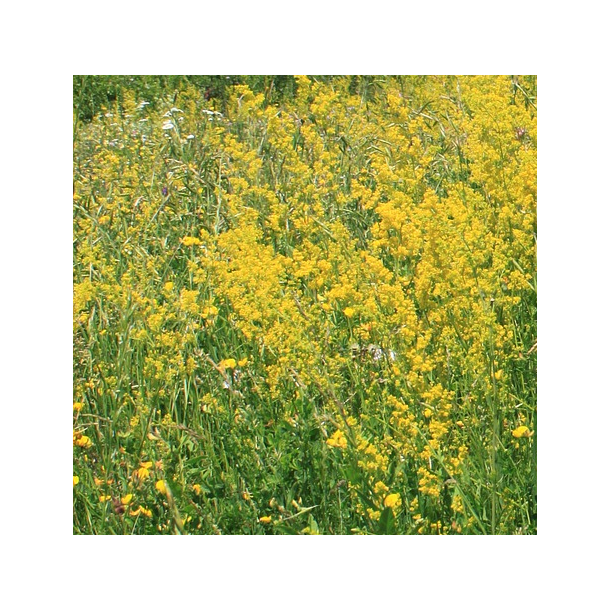 Gul snerre - Galium verum - ca. 20.000 fr�