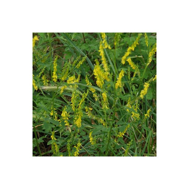 Gul stenkl�ver - Melilotus officinalis - ca. 15.000 fr�