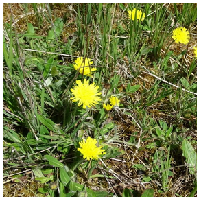 Hret hgeurt - Hieracium pilosella - ca. 15.000 fr
